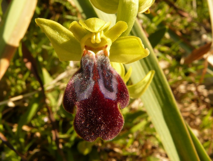 Ophrys lucifera